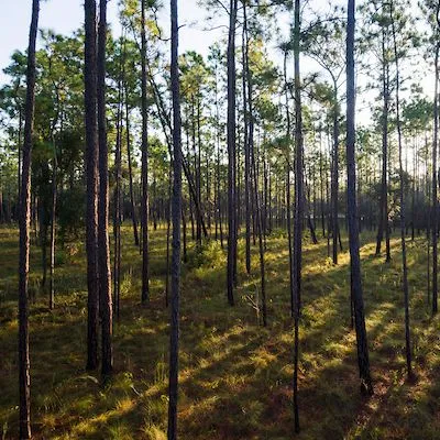 thumbnail for publication: Genetically Improved Pines for Reforesting Florida's Timberlands